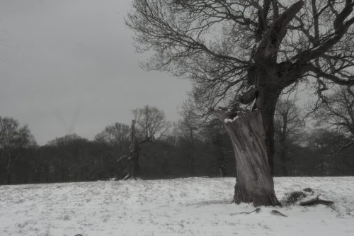 IMG 3433a