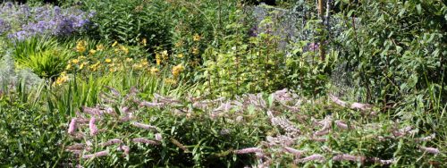IMG 3321